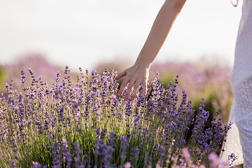 cropped view of woman touching blossoming lavender in field