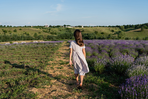 back view of brunette girl in summer dress walking in field with flowering lavender