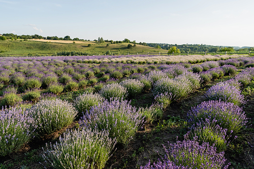 rows of blooming lavender bushes in summer field