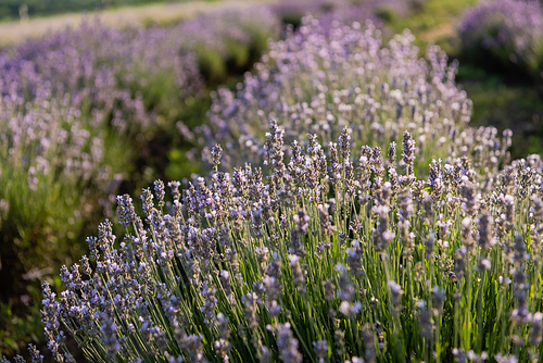 close up view of rows with flowering lavender in field