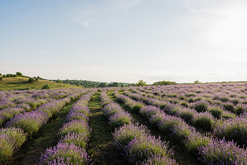 field with flowering lavender in countryside