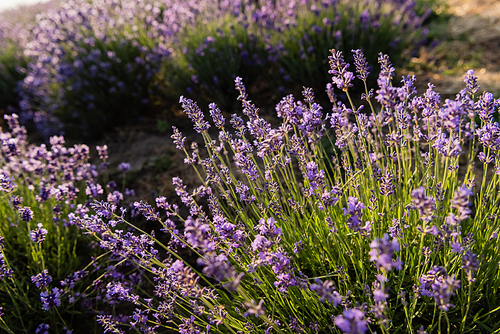 high angle view of lavender bushes blooming in meadow