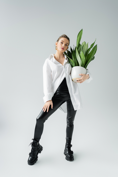 full length of young woman in white oversize shirt and black tight pants posing with green potted plant on grey background