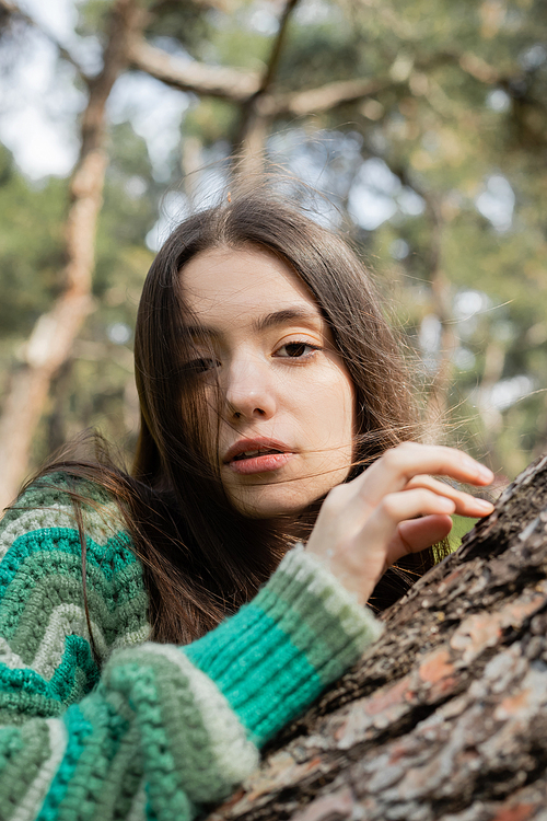 Portrait of young brunette woman in sweater looking at camera near tree trunk in park