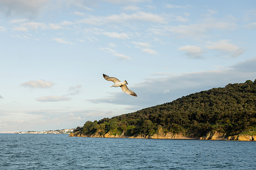Gull flying above sea with Princess islands and sky at background in Turkey