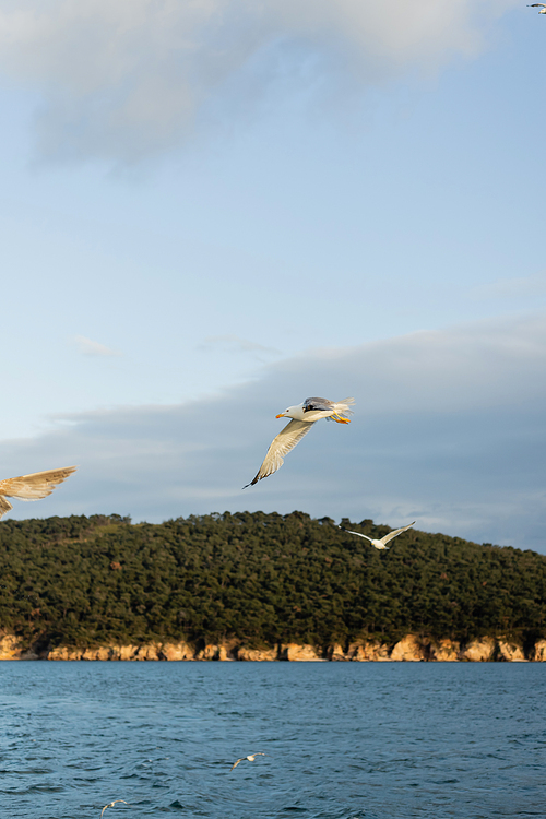 Gull flying with sea and coast of Princess islands at background in Turkey