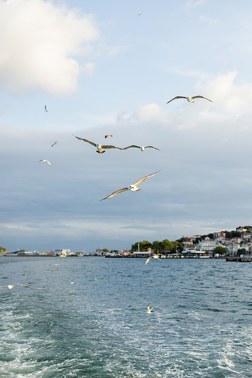 Seagulls flying above sea with Istanbul coastline at background in Turkey
