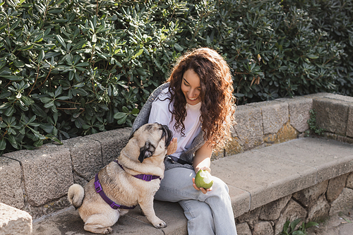 Positive and curly young woman in casual clothes holding fresh apple and smiling while petting pug dog on stone bench near green bushes in park in Barcelona, Spain