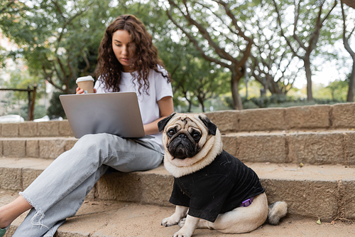 Pug dog in clothes looking at camera while sitting on stairs near blurred freelancer with coffee to go using laptop in park at daytime in Barcelona, Spain