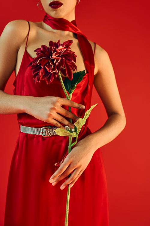 cropped view of young woman with bright lips, in neckerchief and stylish dress holding burgundy peony while standing on red background, spring fashion photography