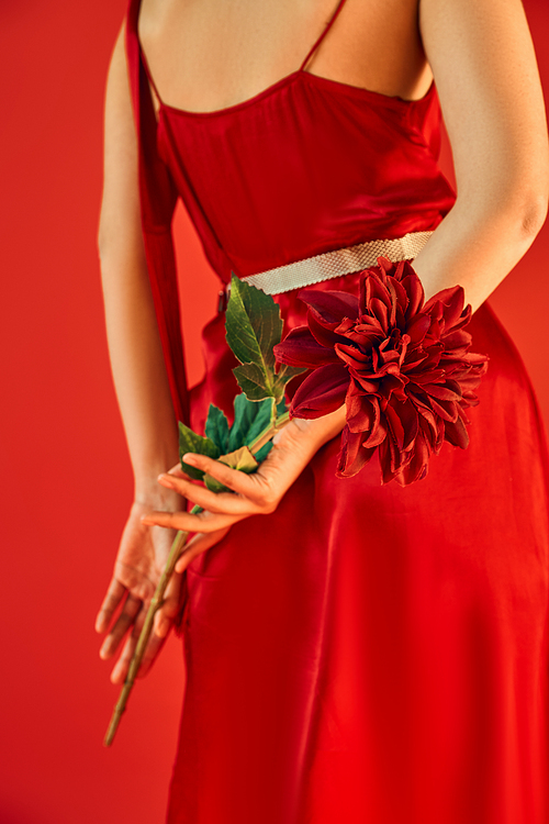cropped view of young and fashionable woman in elegant dress standing and holding burgundy peony on red background, generation z, spring fashion concept