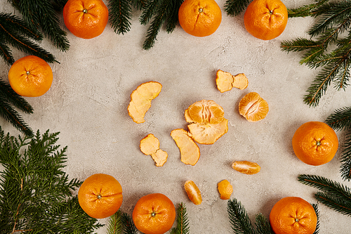 pilled mandarins in frame of juniper and pine branches on grey textured backdrop, Christmas