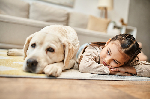 cute elementary age girl in casual wear lying on carpet with labrador dog in modern living room