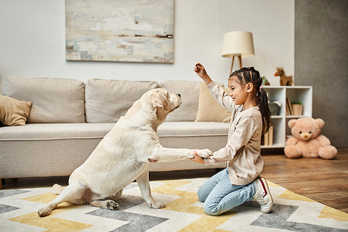 cute girl in casual wear playing with labrador and giving treat in living room, kid training dog