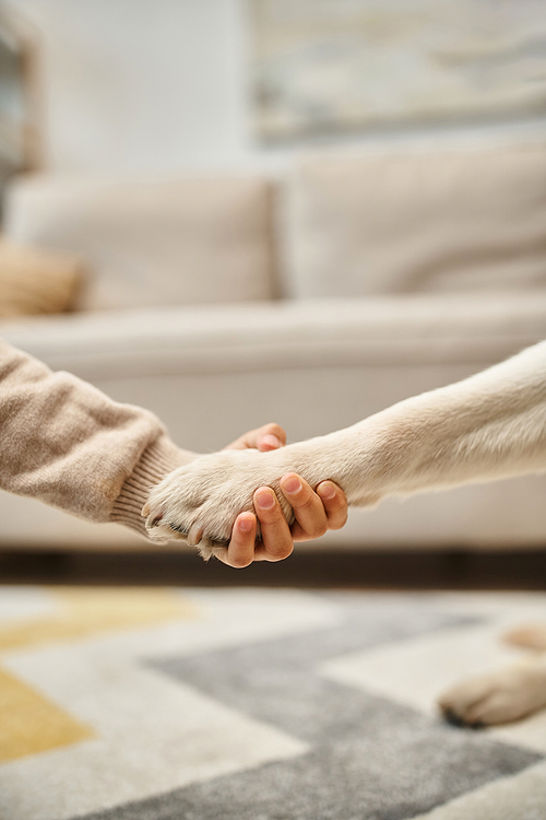 cute labrador giving paw to little girl in modern living room, cropped shot of kid and dog