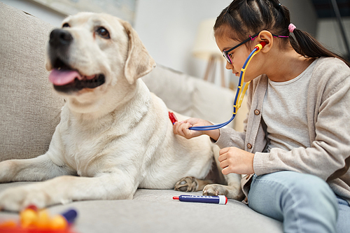 joyful girl in casual wear and eyeglasses playing doctor with labrador dog on sofa in living room