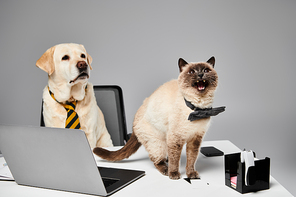 A cat and a dog sit side by side in front of a laptop, displaying a perfect harmony between domestic animals in a studio setting.