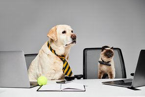 A dog and a cat sit at a desk in a studio setting, appearing to work together on a project.