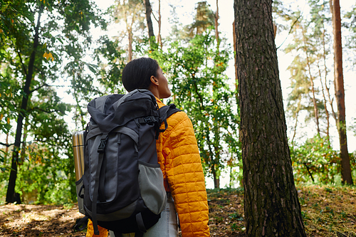 A young African American woman enjoys her hike through a rich, colorful forest in autumn warm glow.