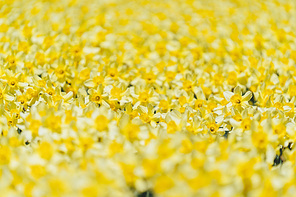 노란색 수선화 봄꽃