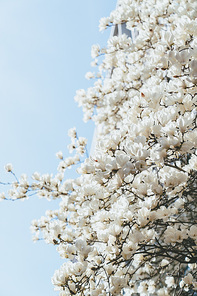 하얀 목련꽃이 핀 나무