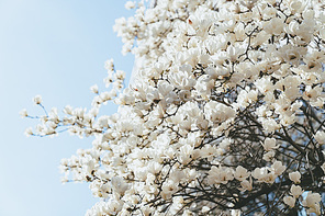 하얀 목련꽃이 핀 나무