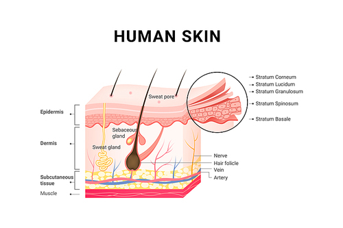 인체 피부층 구조 스킨케어 의료 컨셉