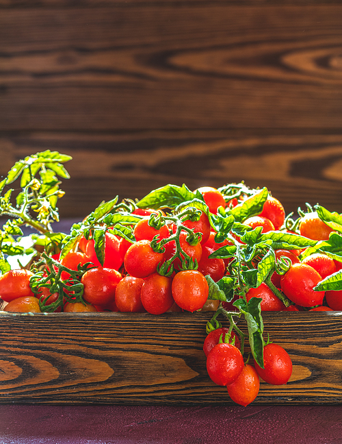 Red fresh tomatoes in wooden box. Dark background. Close up. Gmo free. Natural good food. Sunny backlight.