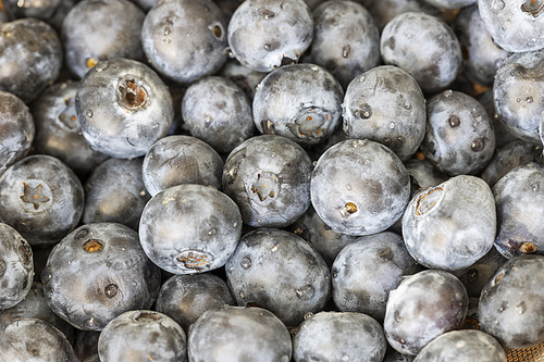 closeup of blue berries