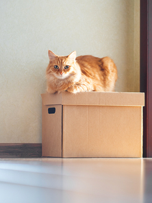 Cute ginger cat lying on carton box. Sun shines on fluffy pet. Domestic animal is ready to relocate.