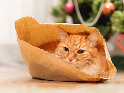 Cute ginger cat is hiding in craft paper bag. Fluffy pet in wrapping paper under the Christmas tree. Cozy home with decorations for New Year celebration.