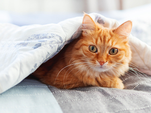 Cute ginger cat is hiding under blanket. Fluffy pet with funny face expression. Cozy home background.