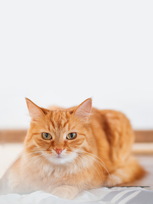 Cute ginger cat lying in bed. Fluffy pet is staring in camera. Background with copy space.
