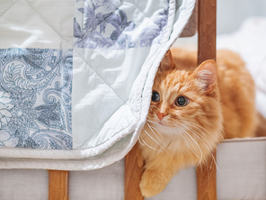 Cute ginger cat is hiding in a crib behind a hand made blue and white decorative patchwork blanket. Fluffy pet in cozy home.