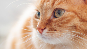 Close up profile portrait of cute ginger cat. Fluffy pet is staring in other side.