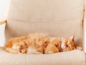 Cute ginger cat lying on beige chair. Fluffy pet going to sleep. Cozy home.