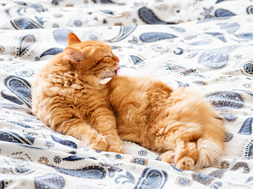 Cute ginger cat licking in bed. Fluffy pet going to sleep here. Cozy morning bedtime at home.