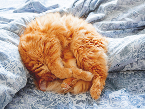 Cute ginger cat lying in bed. Cozy home background.