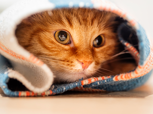 Cute ginger cat sitting inside rolled up carpet. Fluffy pet looks with curiosity.