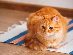 Cute ginger cat sitting on striped homemade rug. Fluffy pet on carpet.