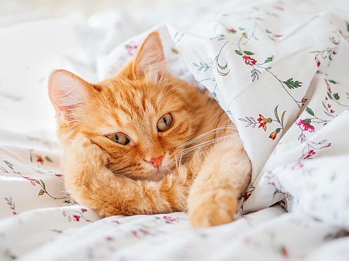 Cute ginger cat lying in bed under the blanket. Fluffy pet look funny. Cozy home background, morning bedtime.