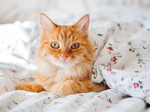 Cute ginger cat lying in bed under blanket. Fluffy pet looks curiously. Cozy home background, morning bedtime.