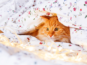Cute ginger cat sitting in bed with shining light bulbs. Fluffy pet looks curiously. Cozy home holiday background.