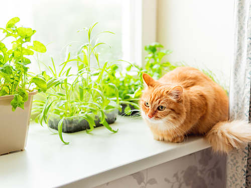 Cute ginger cat is sitting on window sill near flower pots with rocket salad, basil and cat grass. Fluffy pet is staring curiously. Cozy home with plants.