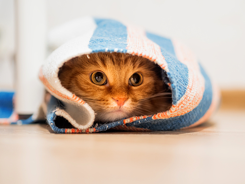 Cute ginger cat sitting inside rolled up carpet. Fluffy pet looks with curiosity.