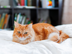 Cute ginger cat lying in bed. Fluffy pet looks curiously. Cozy home. Book shelf on background.