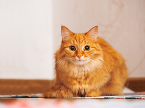 Cute ginger cat sitting on striped homemade rug. Fluffy pet on carpet.