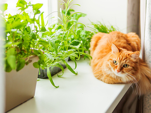 Cute ginger cat is sitting on window sill near flower pots with rocket salad, basil and cat grass. Fluffy pet is staring curiously. Cozy home with plants.