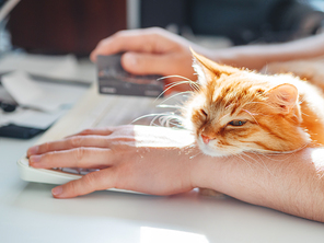 Man is typing at the computer keyboard and holding creadit card in hand. Cute ginger cat dozing on man's hand. Furry pet cuddling up to it's owner and getting in the way of his work. Freelance job.