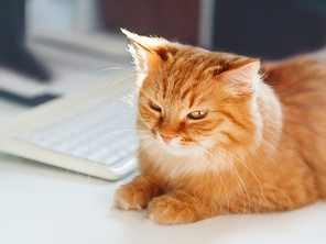 Cute ginger cat lying on white table near computer keyboard. Fluffy pet dozing. Freelance job.